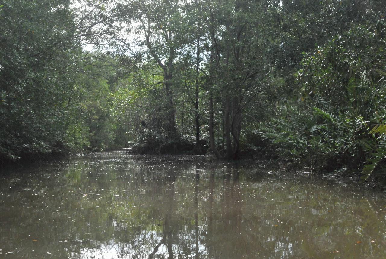 ./MangroveTourQueposCostaRica20080918_37_5670BCX.jpg