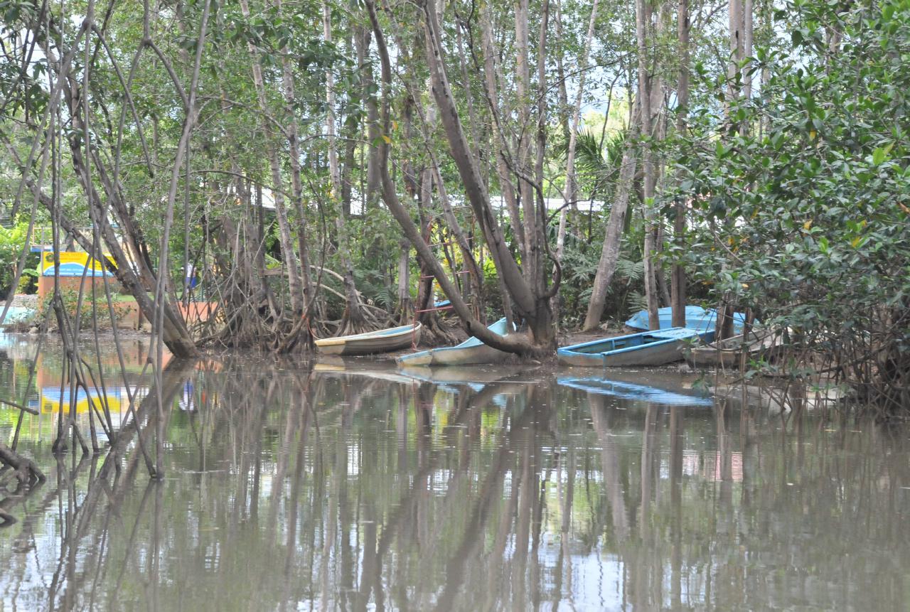 ./MangroveTourQueposCostaRica20080918_39_5672BCX.jpg