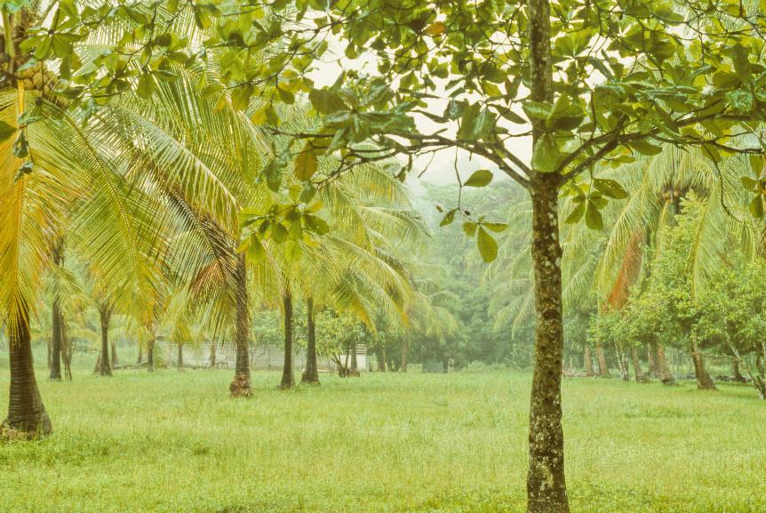 ./CostaRica1988_21.jpg