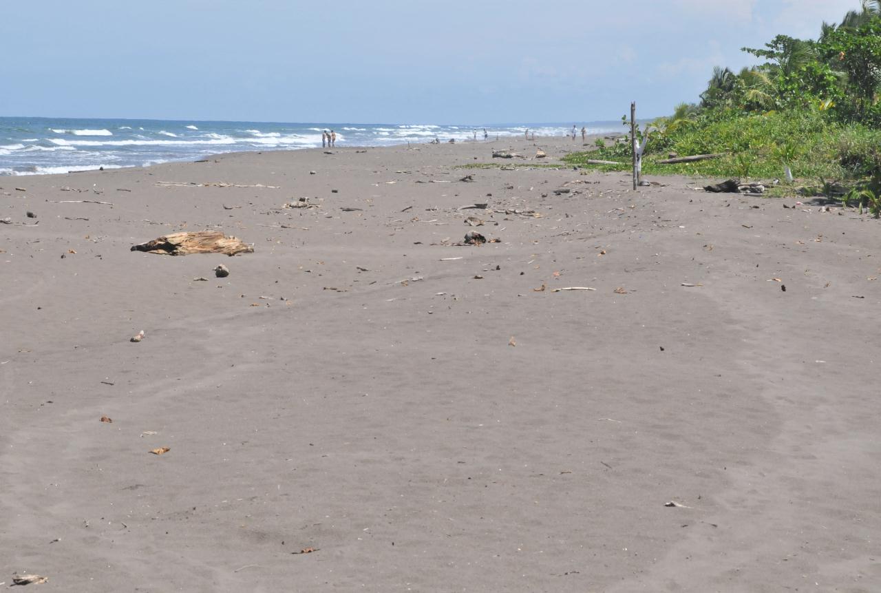 ./TortugueroCostaRica20080908_08_3397BCX.jpg