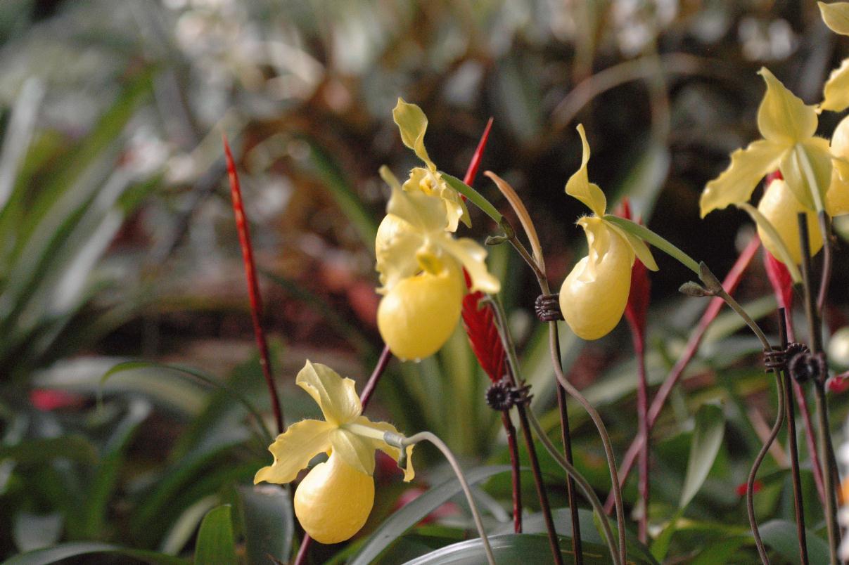 ./BotanicKarlsruheGermany2008_0888T.jpg