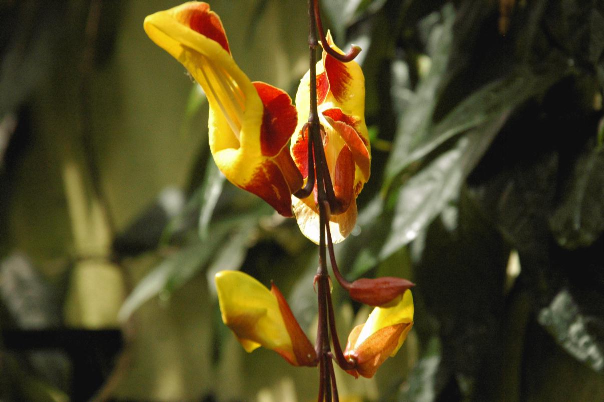 ./BelfastBotanicGardens2007_09.jpg