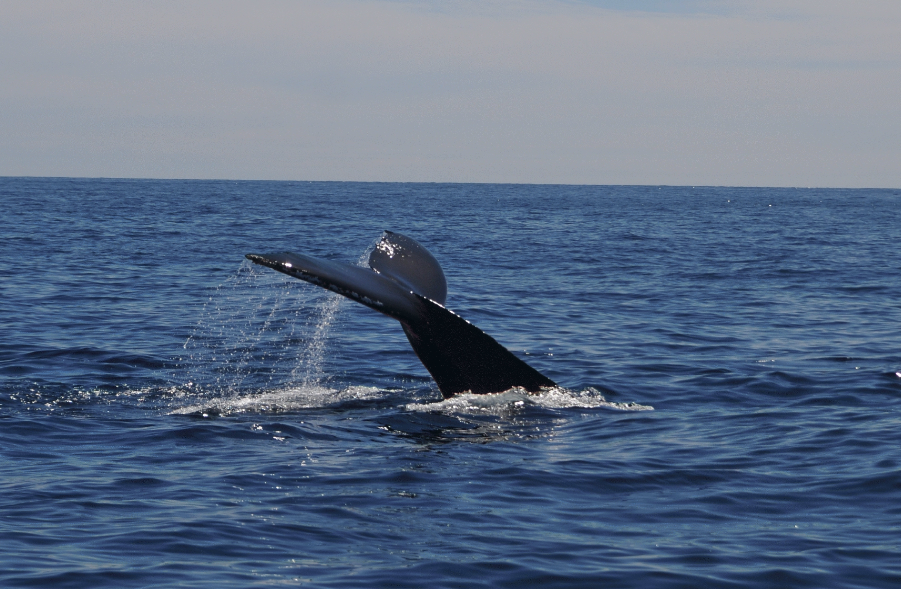 ./Cabo_San_Lucas_20180125_120144_C18_1460.jpg