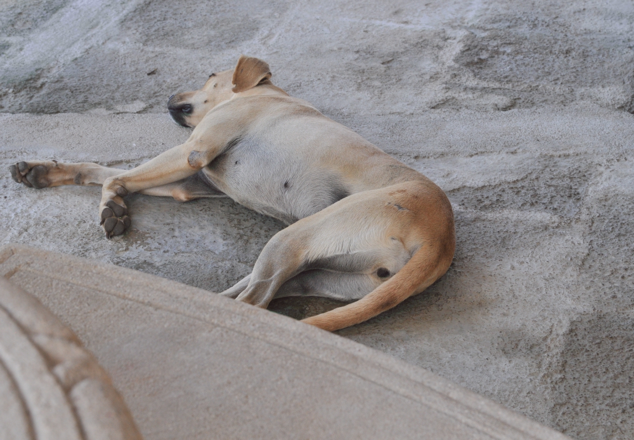 ./Animals_Finca_Paso_Llano_Nicaragua_20111123_105113_B12_2777.jpg