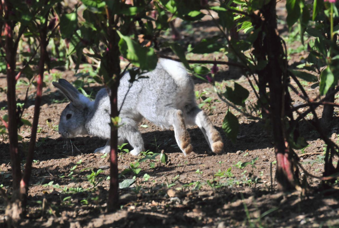 ./Animals_Finca_Paso_Llano_Nicaragua_20111123_143326_TC1_1415.jpg