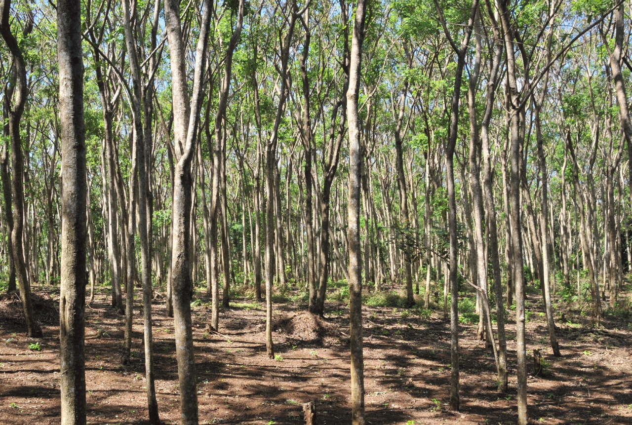 ./Flora_Finca_Paso_Llano_Nicaragua_20111123_125052_B12_2900.jpg