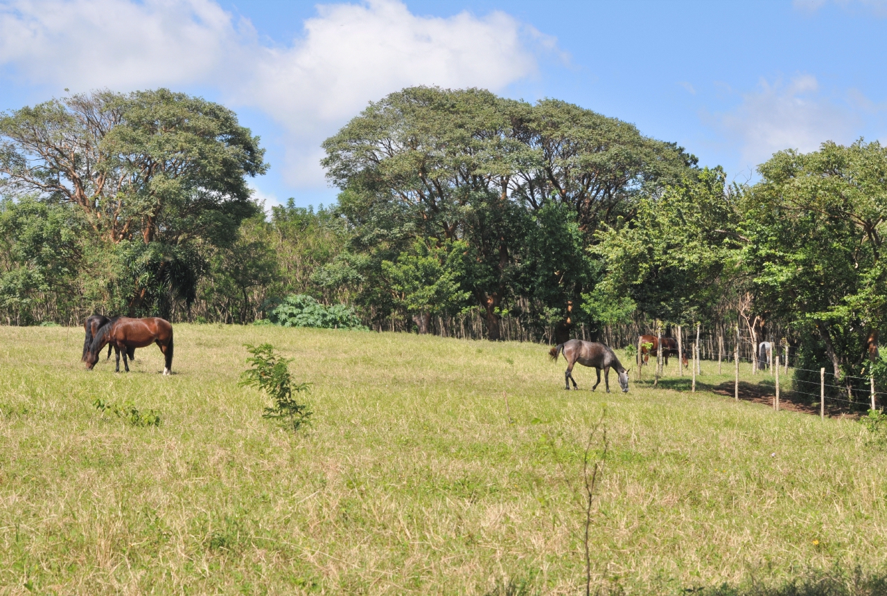 ./Walk_Finca_Paso_Llano_Nicaragua_20111123_124253_B12_2890.jpg