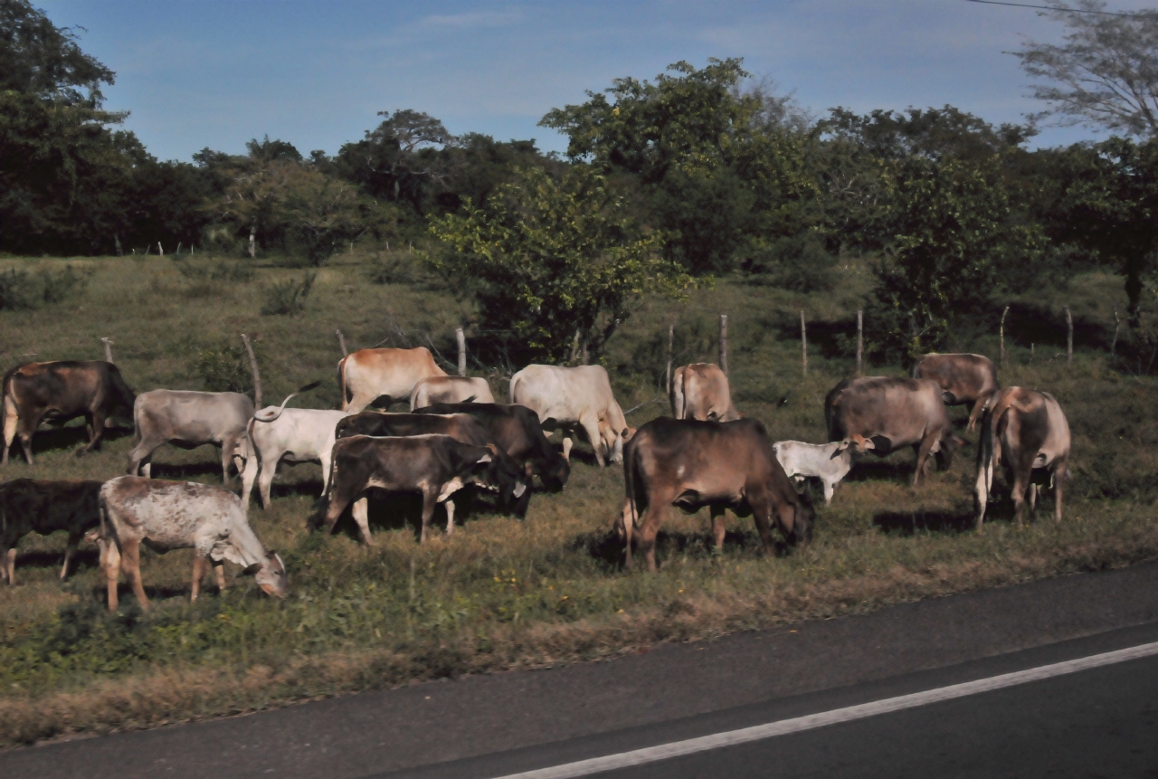 ./Nicaraguan_Impressions_20111118_084534_B12_1554.jpg