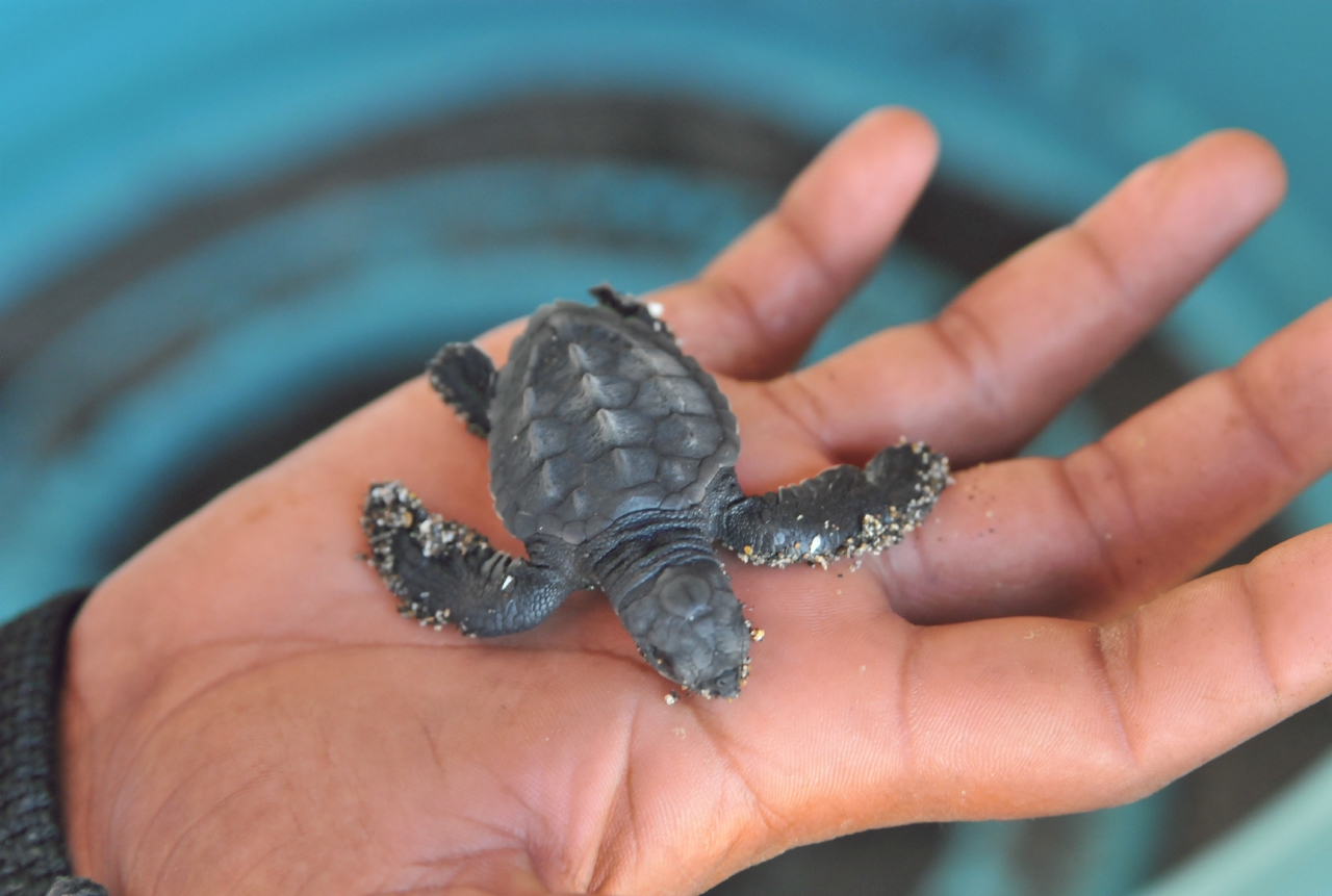 ./Turtle_Hatcher_Leon_Nicaragua_20111117_104707_B12_1139.jpg