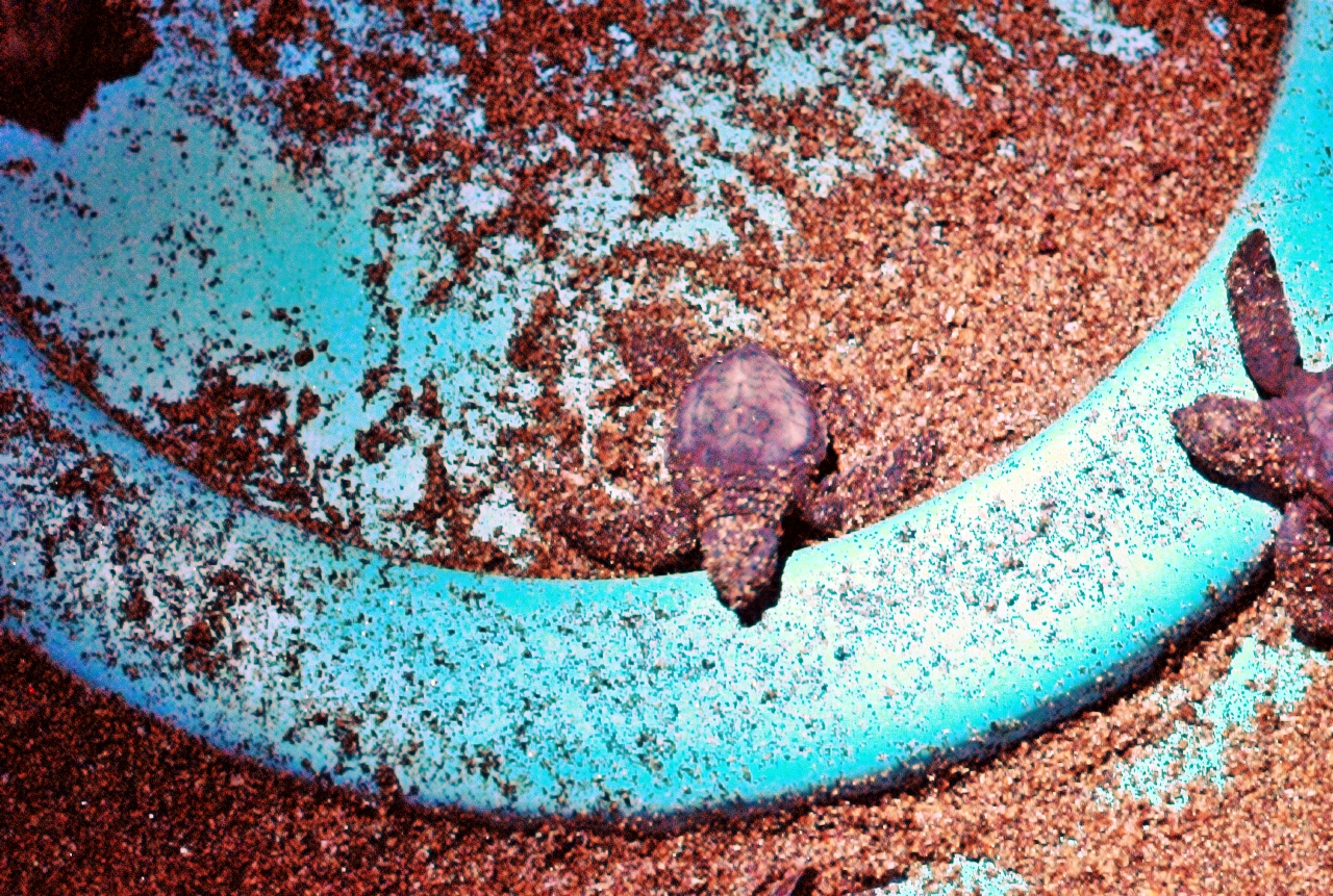 ./Release_Of_Turtles_Leon_Nicaragua_20111116_191433_B12_1000.jpg