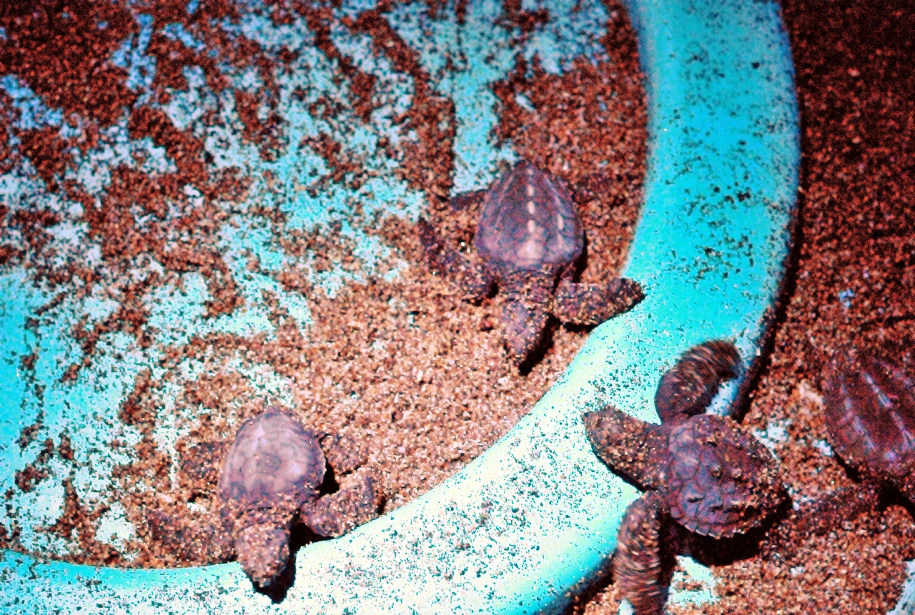 ./Release_Of_Turtles_Leon_Nicaragua_20111116_191638_B12_1006.jpg