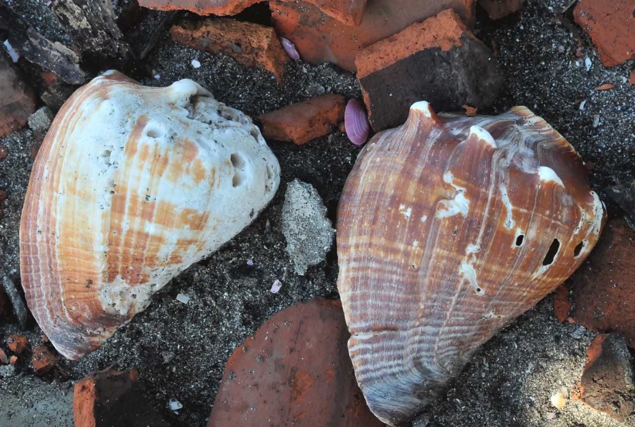 ./Isla_Del_Vendado_20111117_093419_B12_1076.jpg