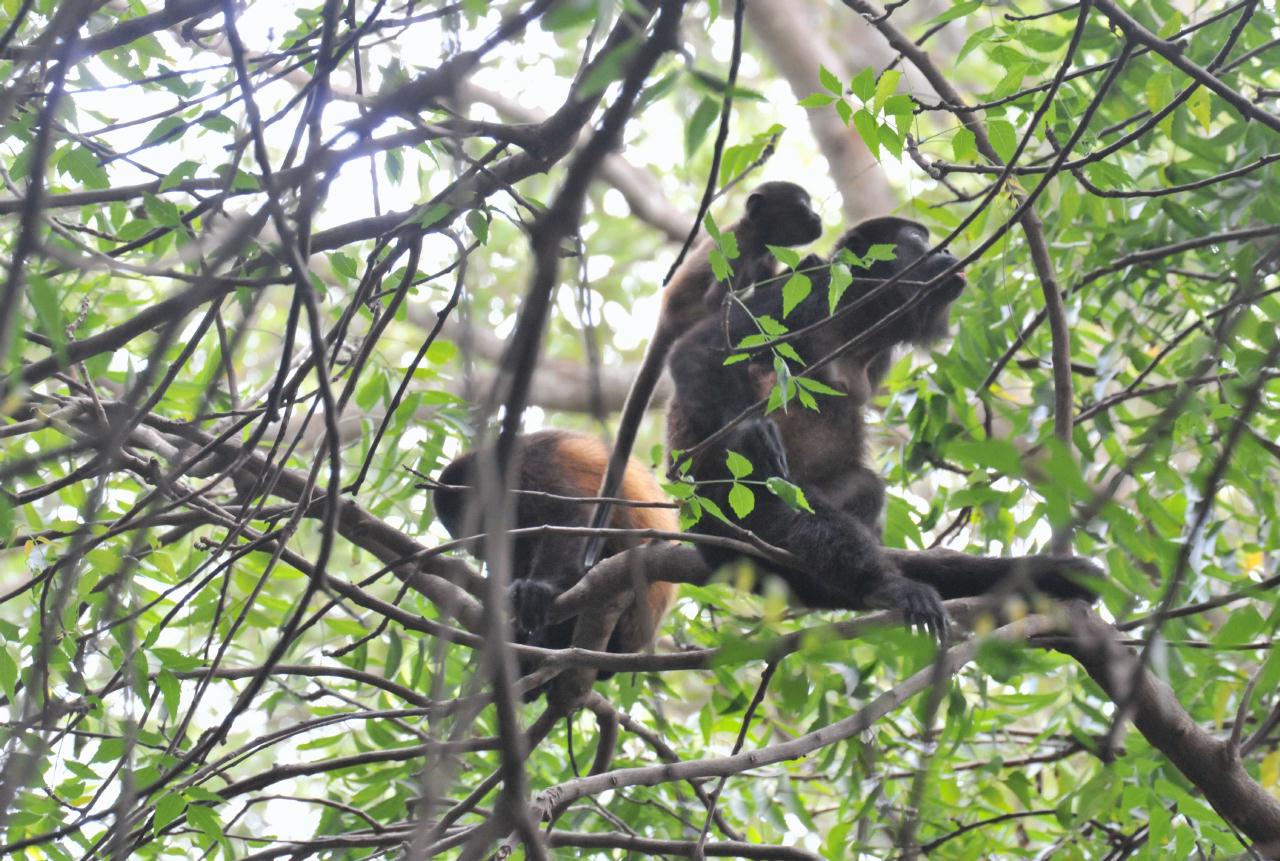 ./Howler_Monkeys_20111119_123059_TC1_0687.jpg