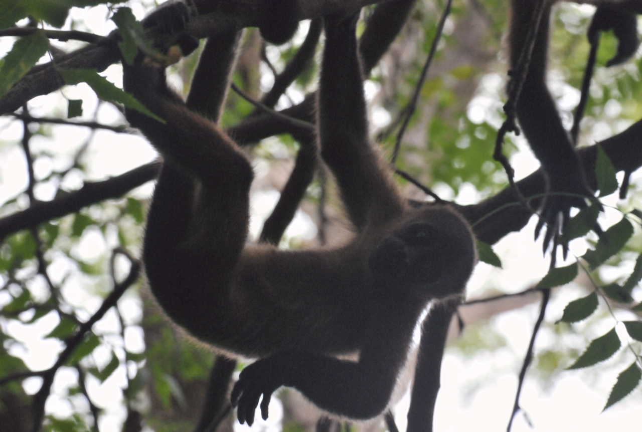 ./Howler_Monkeys_20111119_123624_TC1_0703.jpg