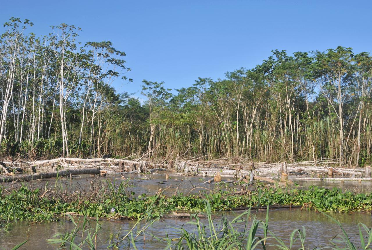 ./July28thAmazonPeru20090407_171950_2588BCX.jpg