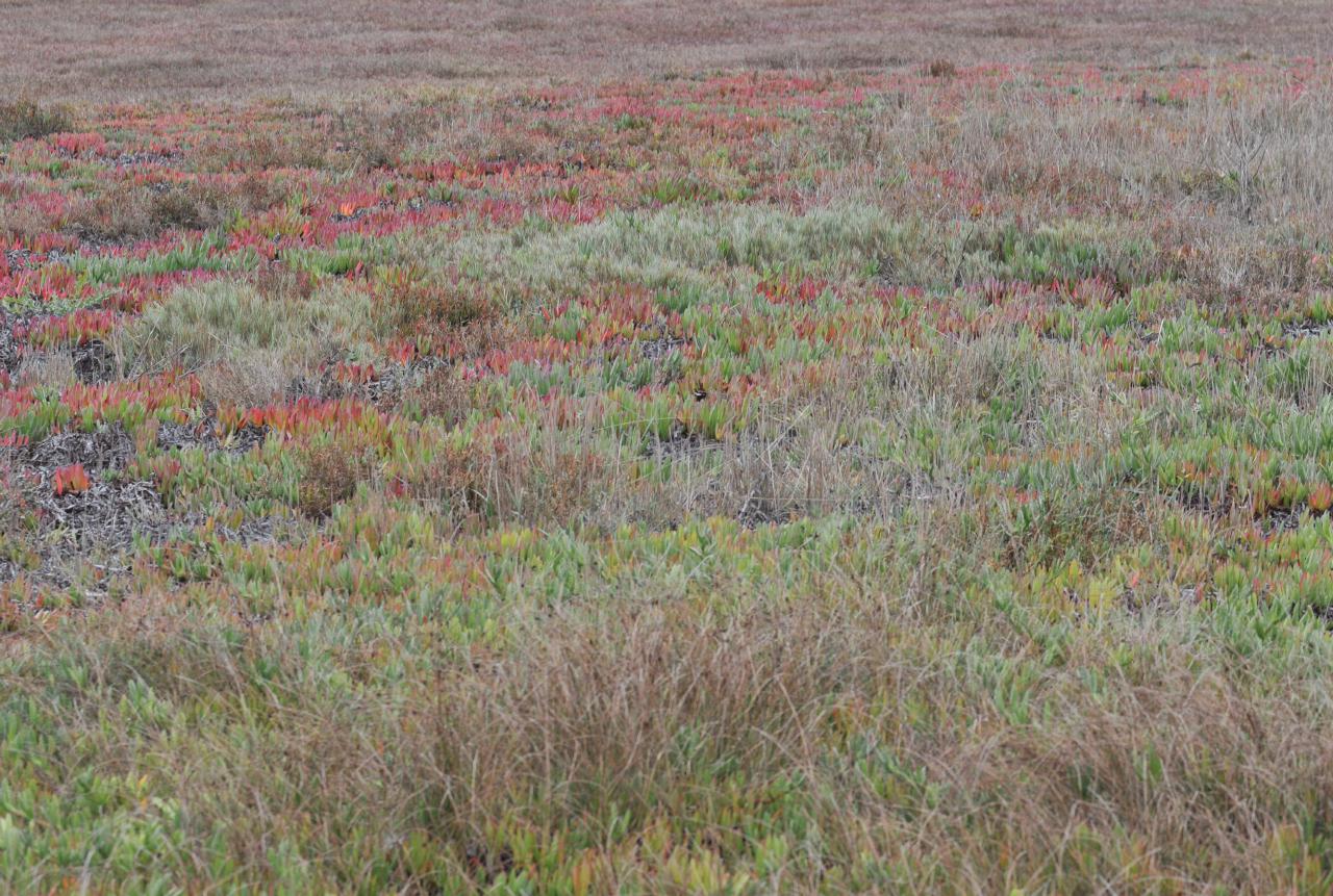 ./CheneyCreekBodegaBay20081108_07_6953BCX.jpg