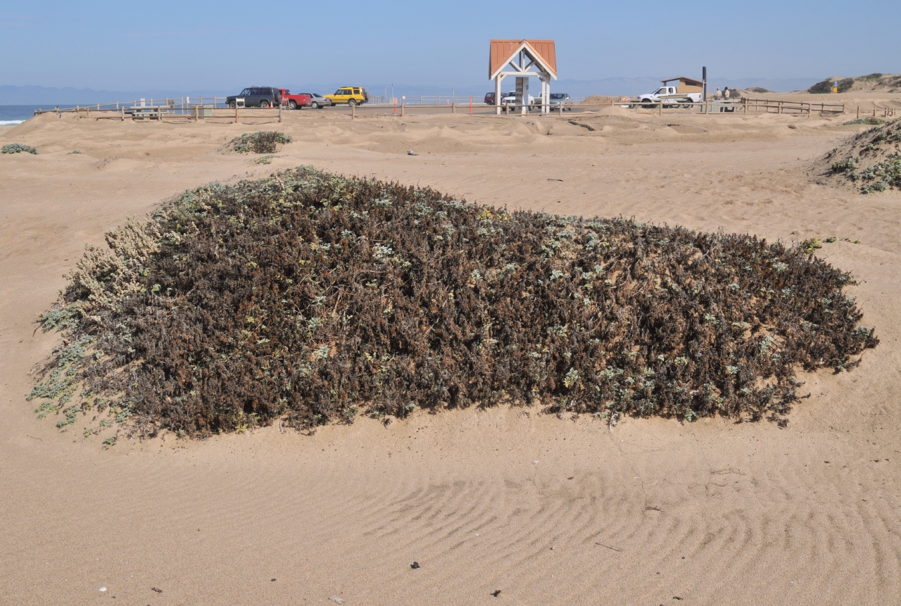 ./Guadalupe_Dunes_20101019_105937_BCY_1628.jpg