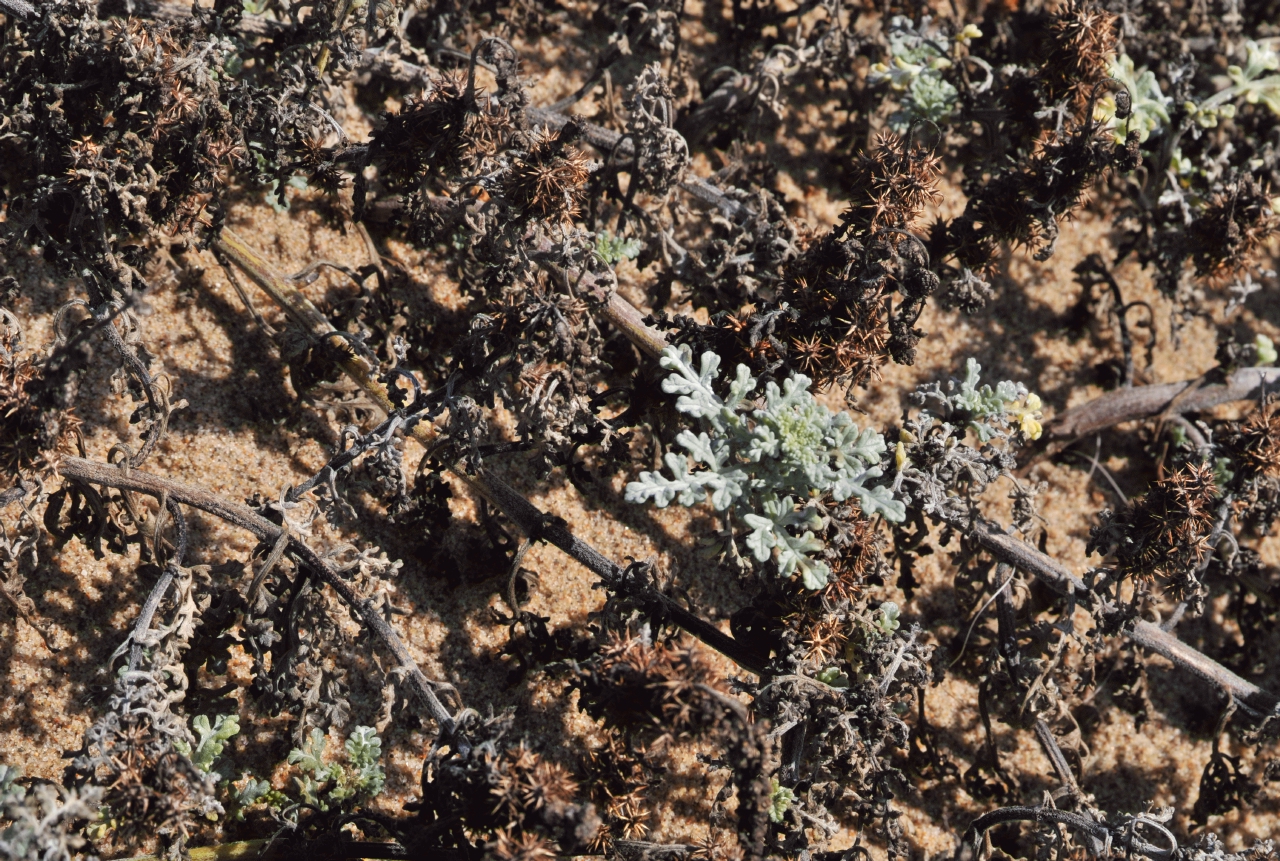 ./Guadalupe_Dunes_20101019_105950_BCY_1630.jpg