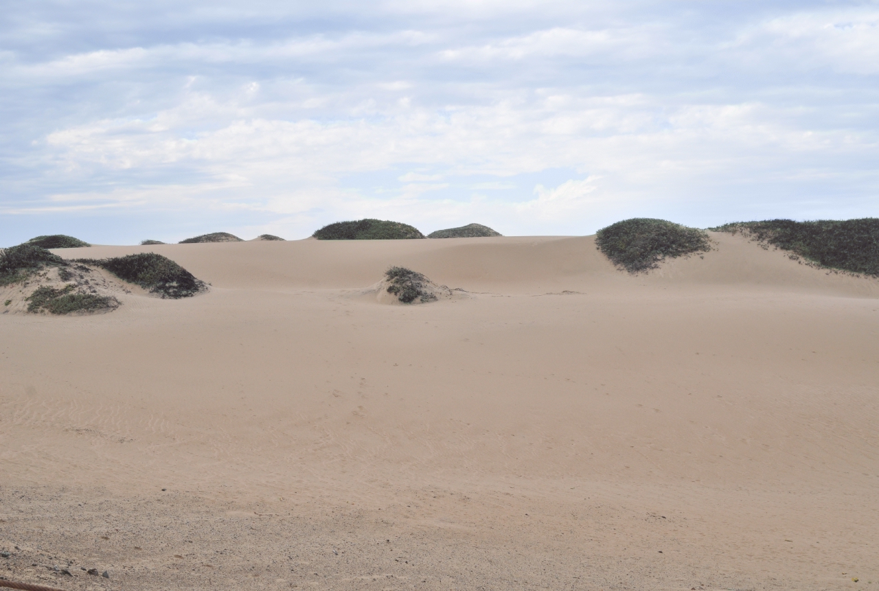 ./Guadalupe_Dunes_20101019_113134_BCY_1665.jpg