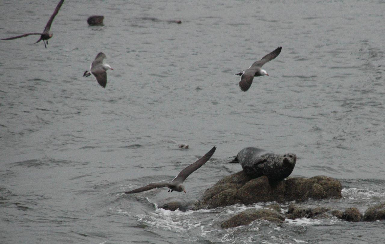 ./Seal2007_02.jpg