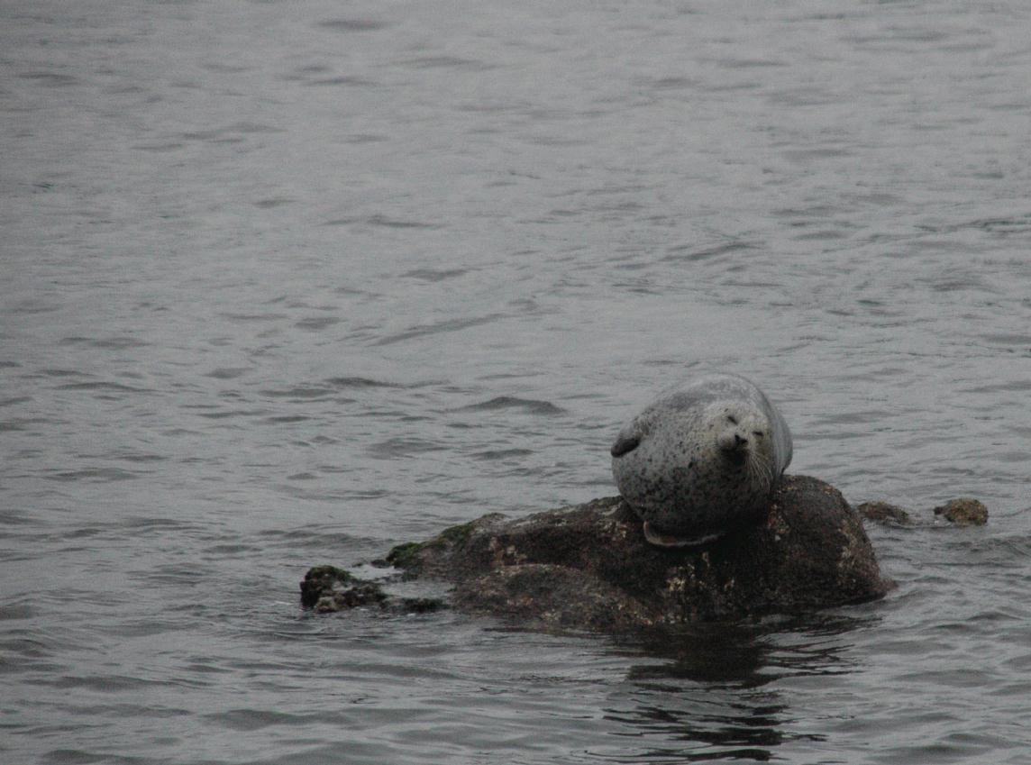 ./Seal2007_03.jpg