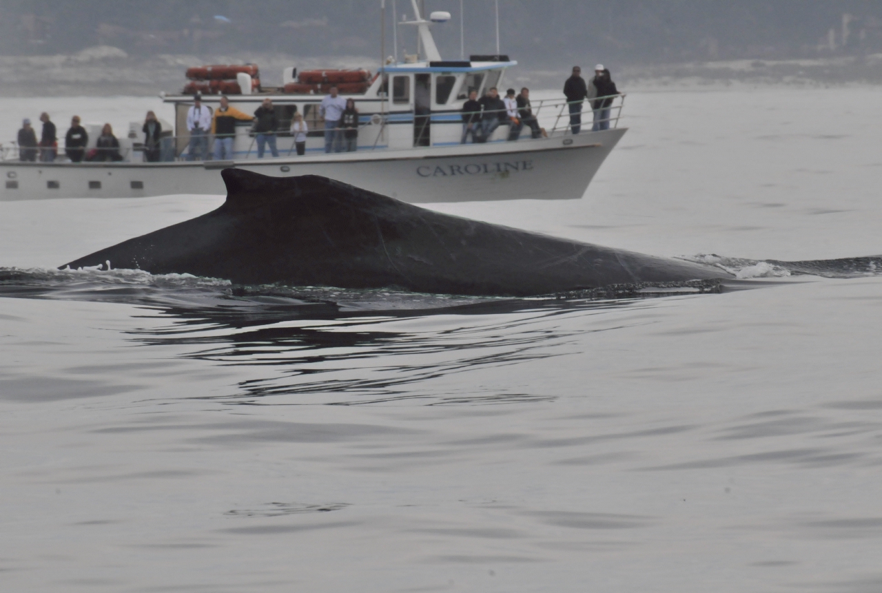 ./Monterey_Whale_Watching_Tour_20101021_112931_TNT_0807.jpg