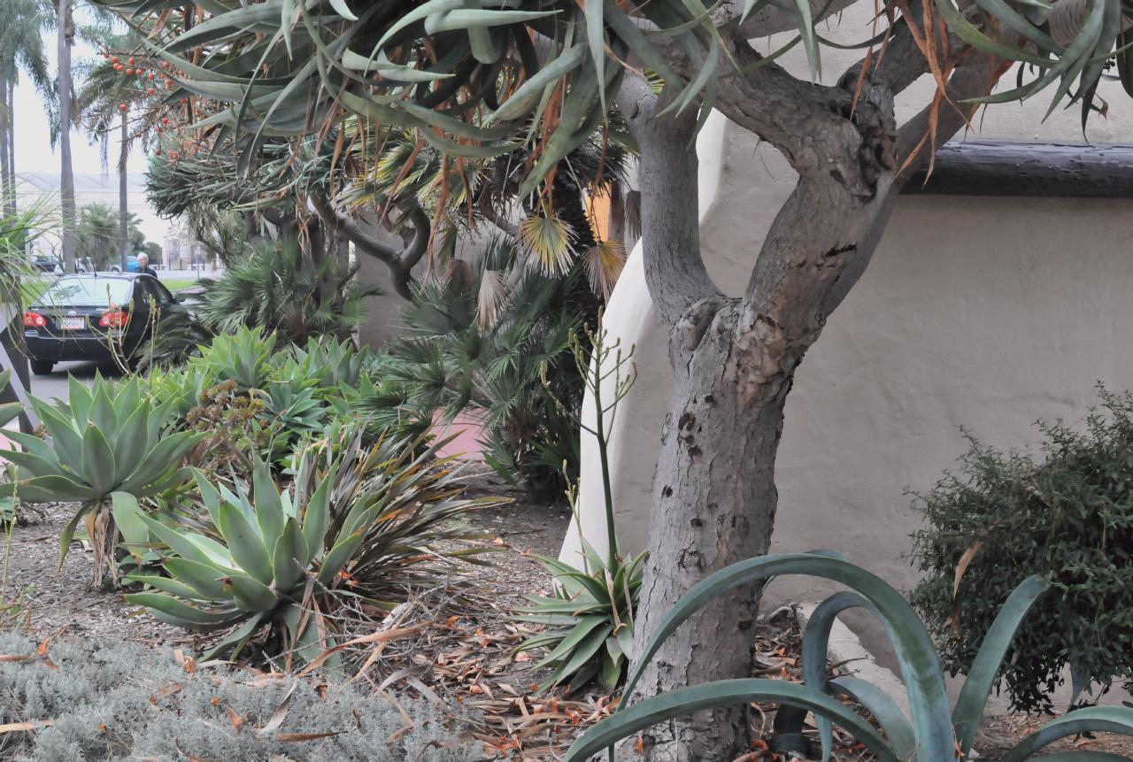 ./Old_Cactus_Garden_Balboa_Park_20101014_100529_BCY_0177.jpg