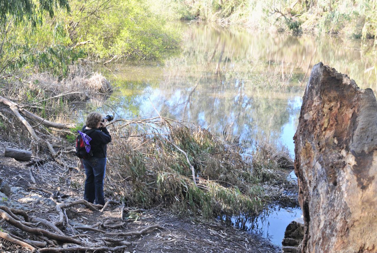 ./NaturalBridgesMonarchButterflyTrail20100311_110222_2463BCX.jpg