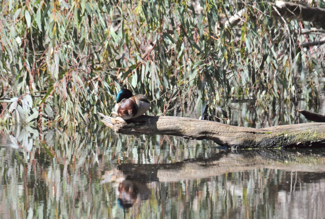 ./NaturalBridgesMonarchButterflyTrail20100311_110234_7363TNT.jpg