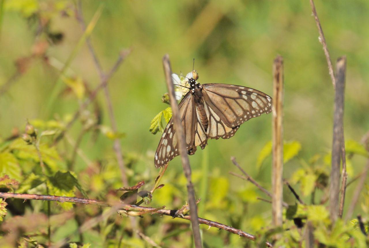 ./NaturalBridgesMonarchButterflyTrail20100311_113520_7395TNT.jpg