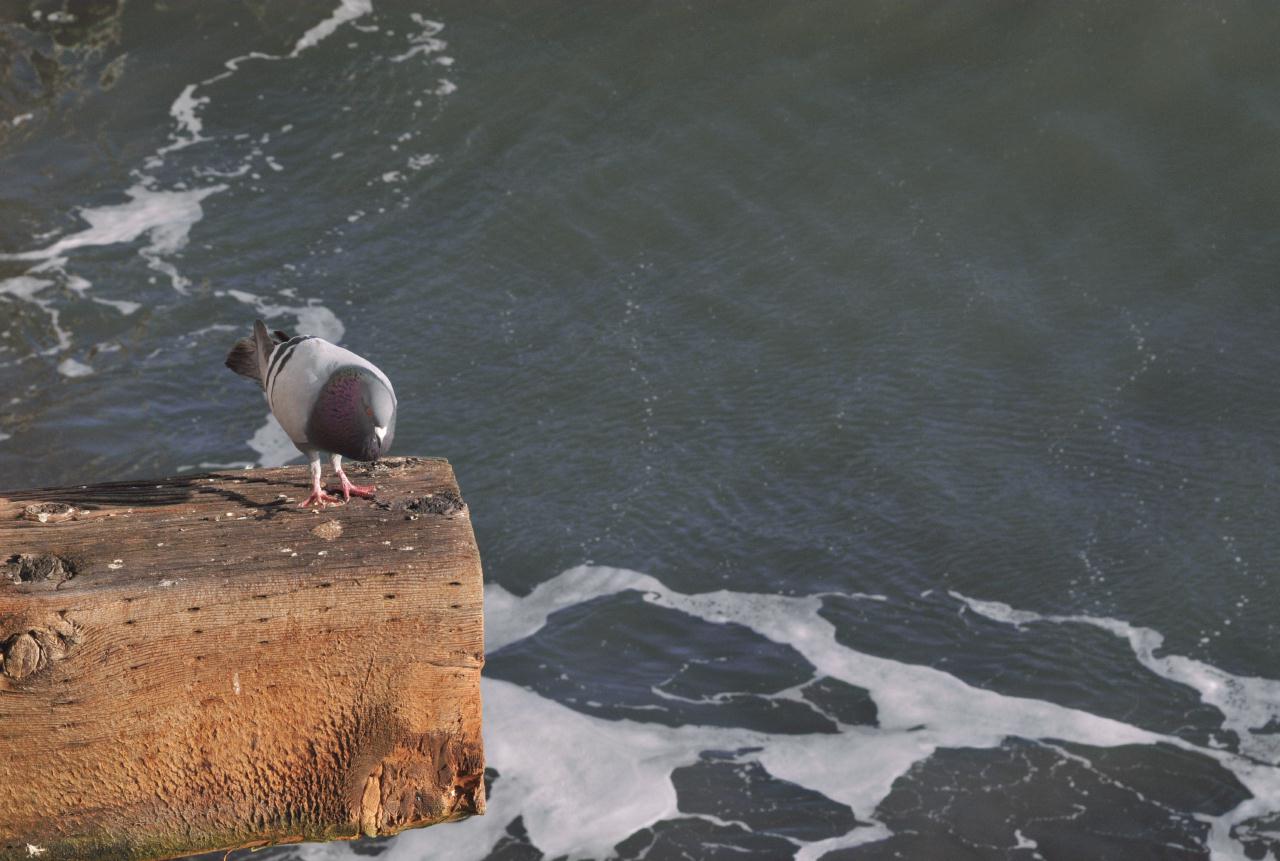 ./SantaCruzWharf20100310_172820_2344BCX.jpg