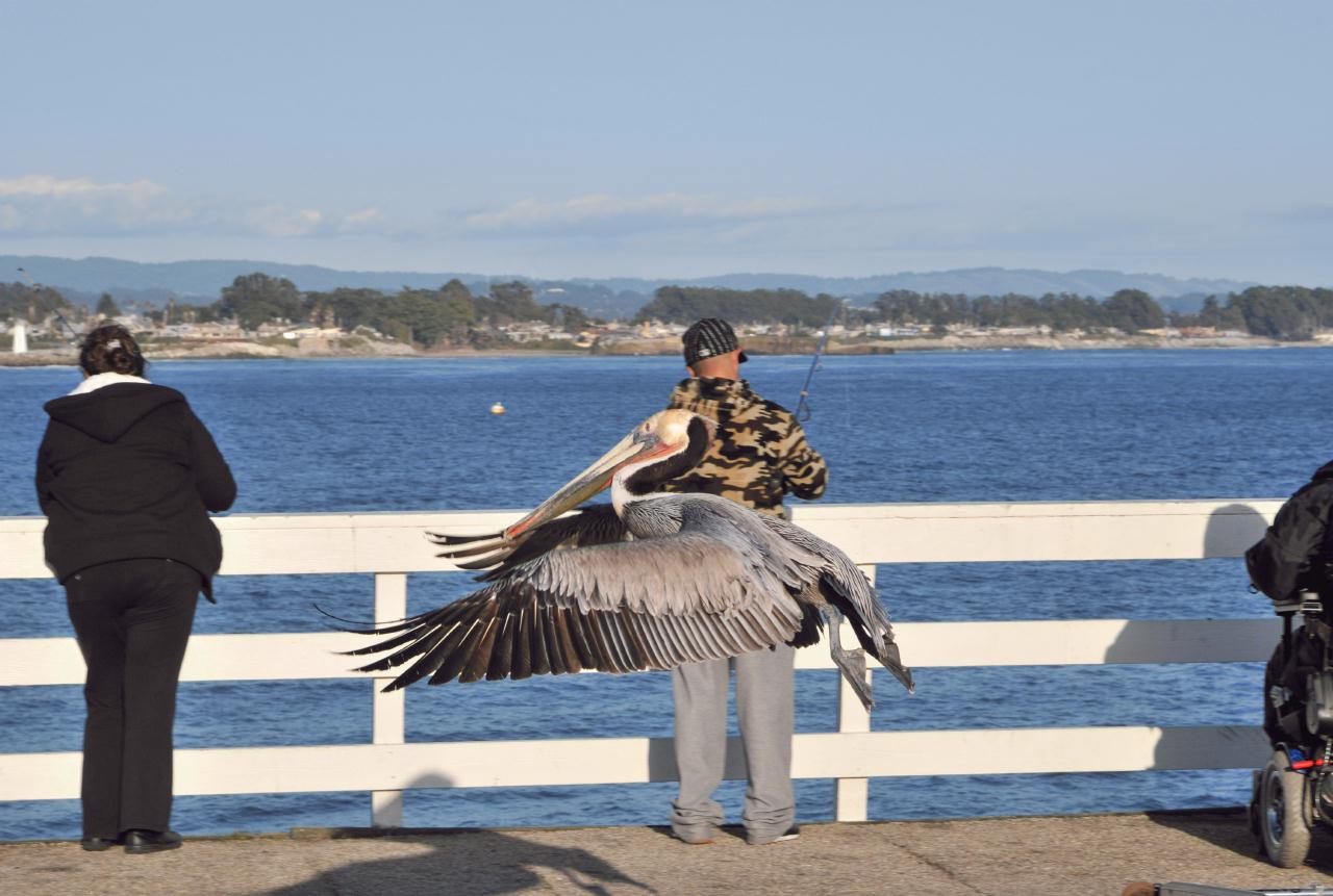 ./SantaCruzWharf20100310_175408_2393BCX.jpg