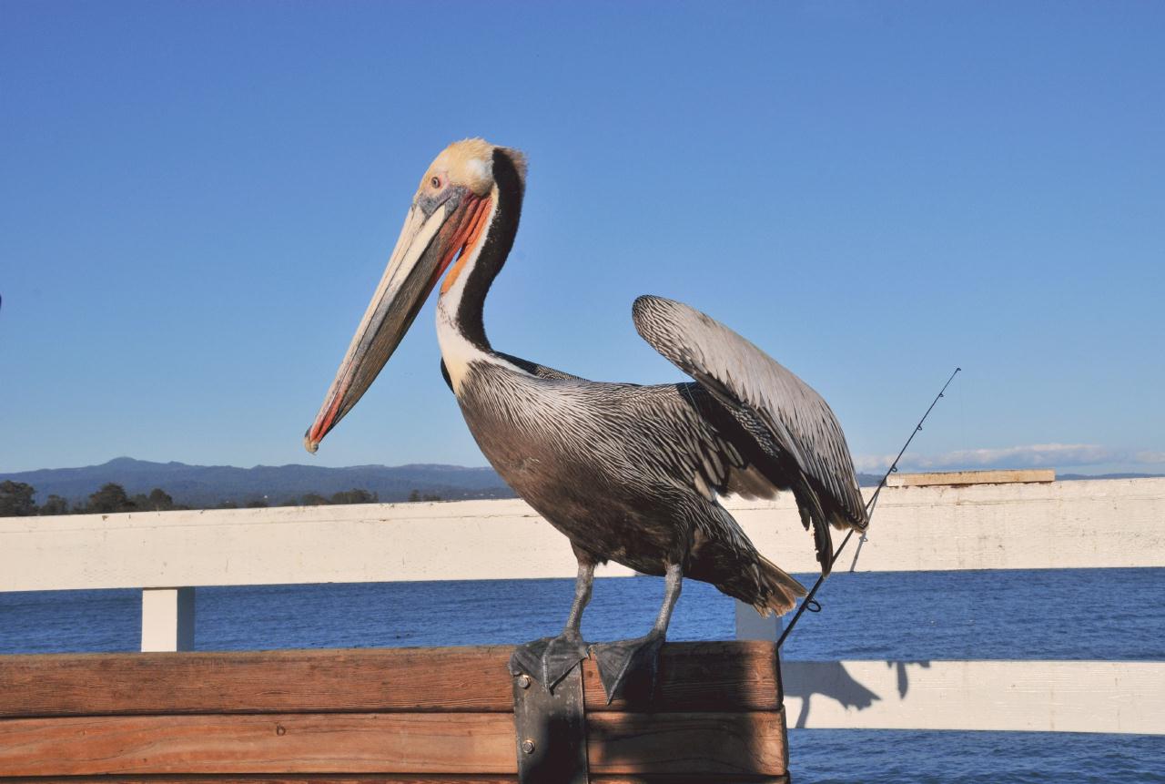 ./SantaCruzWharf20100310_175502_7337TNT.jpg