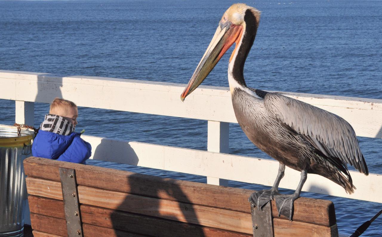 ./SantaCruzWharf20100310_175554_2397BCX.jpg