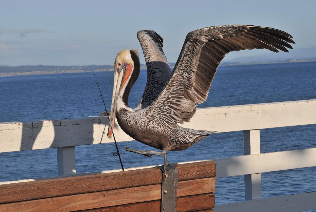 ./SantaCruzWharf20100310_175556_2399BCX.jpg