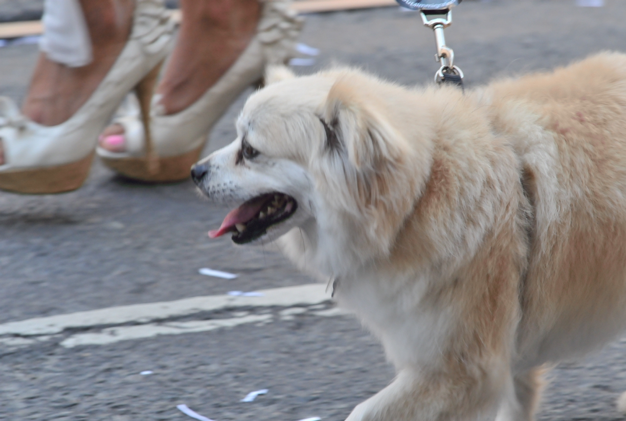 ./Pride_Parade_San_Francisco_20120624_115235_B12_6219.jpg