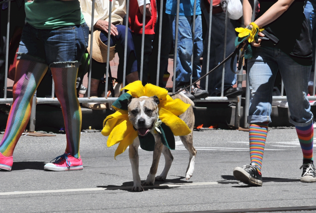 ./Pride_Parade_San_Francisco_20120624_124245_B12_6446.jpg