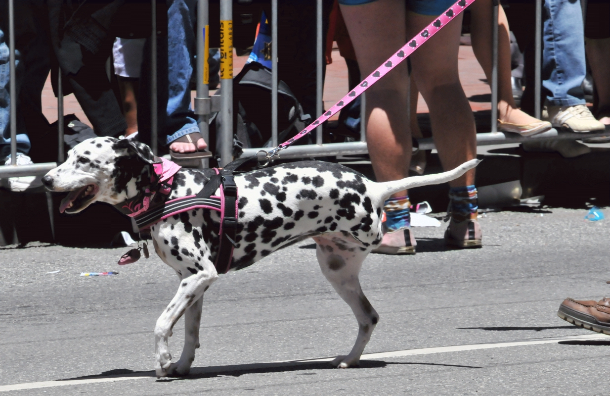 ./Pride_Parade_San_Francisco_20120624_125600_B12_6488.jpg