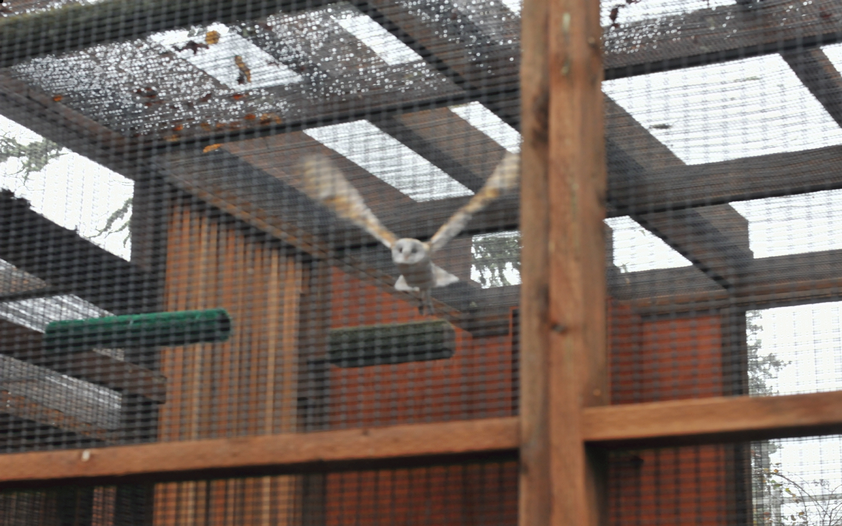 ./Raptor_Center_20221229_131807_C22_2709.jpg