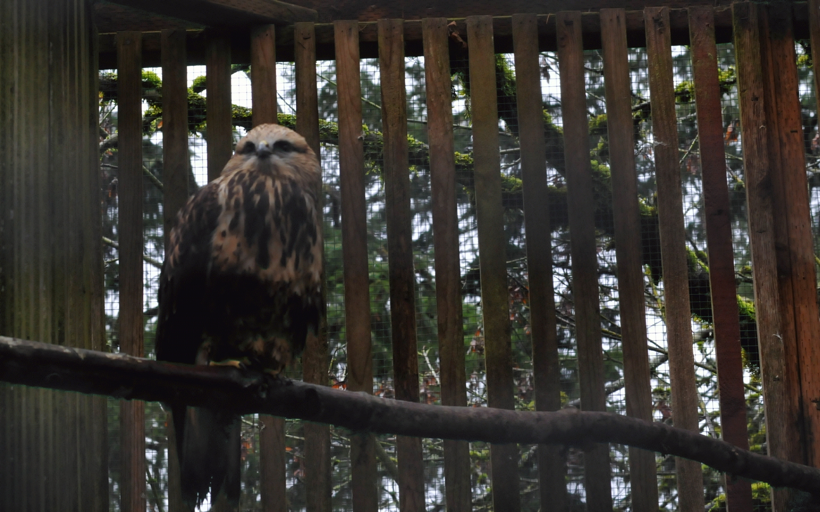 ./Raptor_Center_20221229_125727_C22_2656.jpg