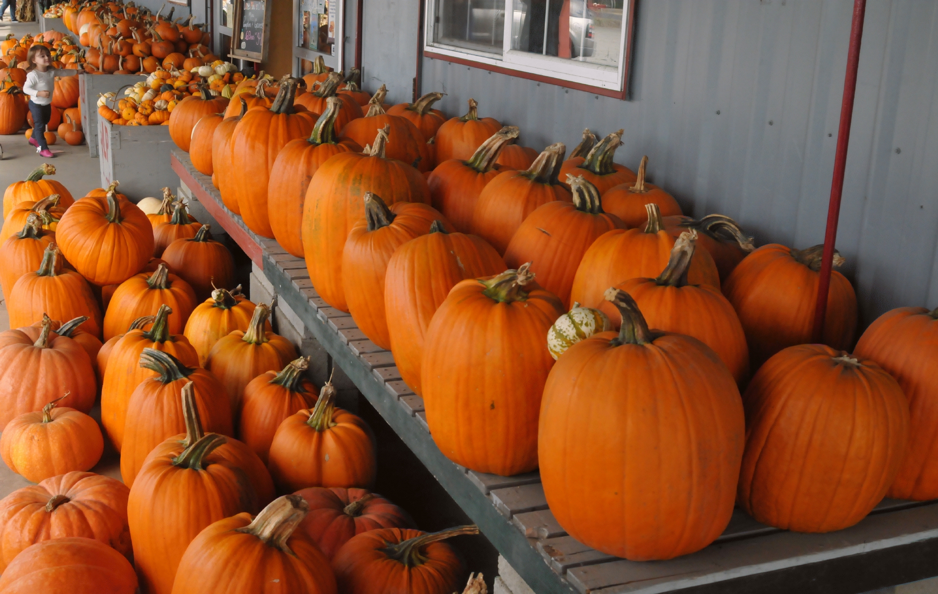 ./Lone_Pines_Farm_Corn_Maze_20151008_141948_C15_4641.jpg