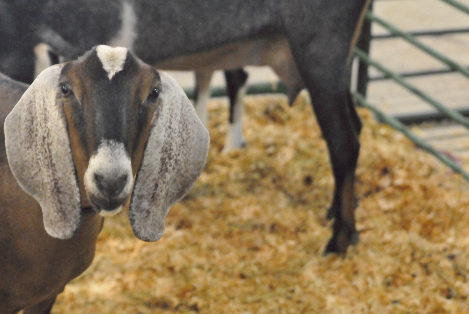 ./Lane_County_Fair_20150722_133030_C15_3866.jpg