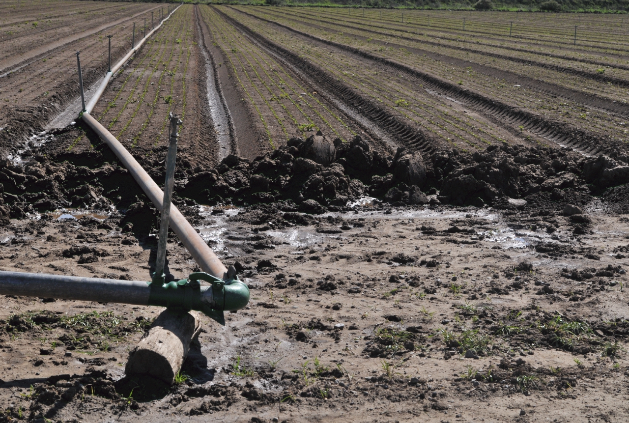 ./Capay_Farm_Tour_20110312_135014_B11_3736.jpg