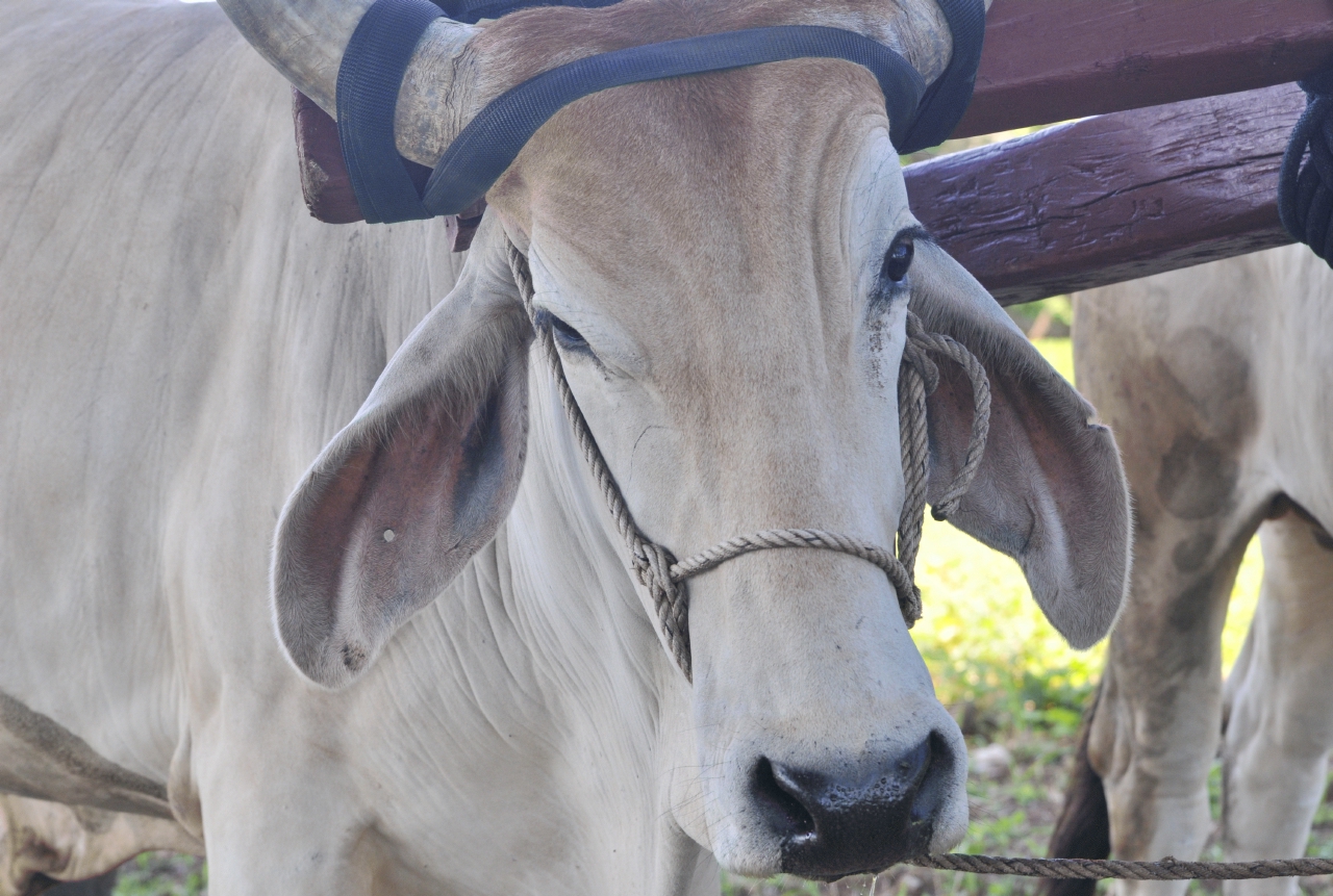 ./Animals_Finca_Paso_Llano_Nicaragua_20111123_122444_B12_2878.jpg