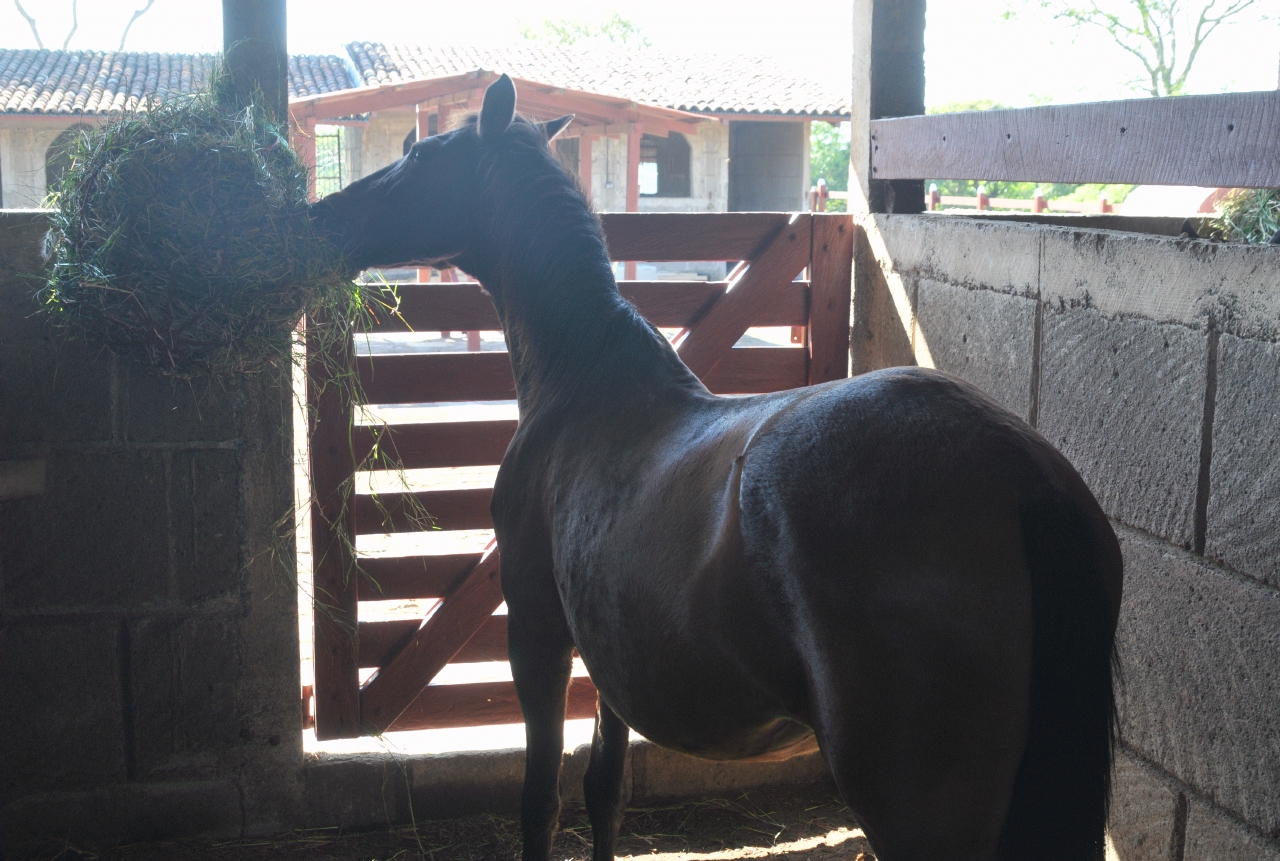 ./Animals_Finca_Paso_Llano_Nicaragua_20111123_140721_B12_3000.jpg