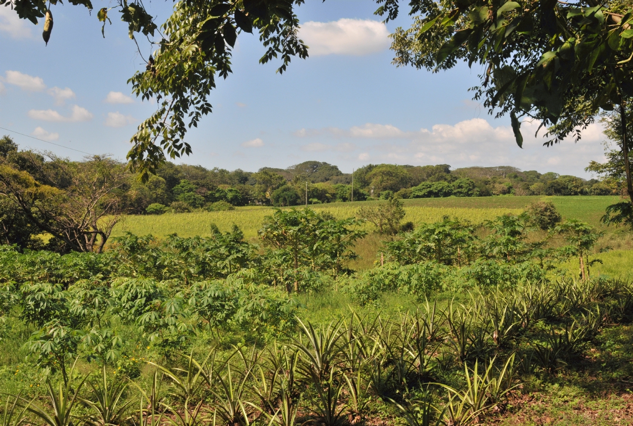 ./Finca_Paso_Llano_Nicaragua_20111123_130035_B12_2912.jpg