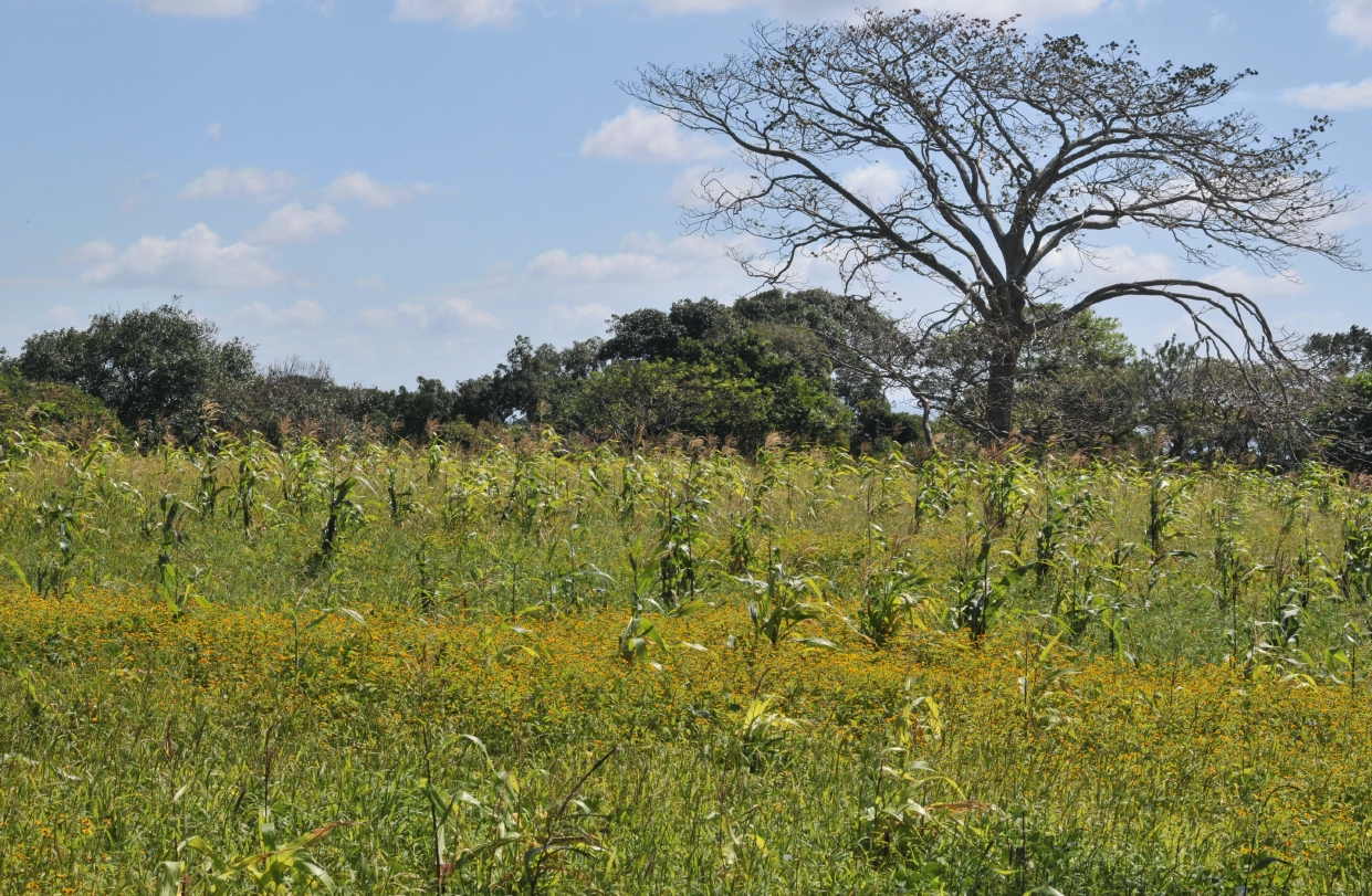 ./Walk_Finca_Paso_Llano_Nicaragua_20111123_115754_B12_2827.jpg