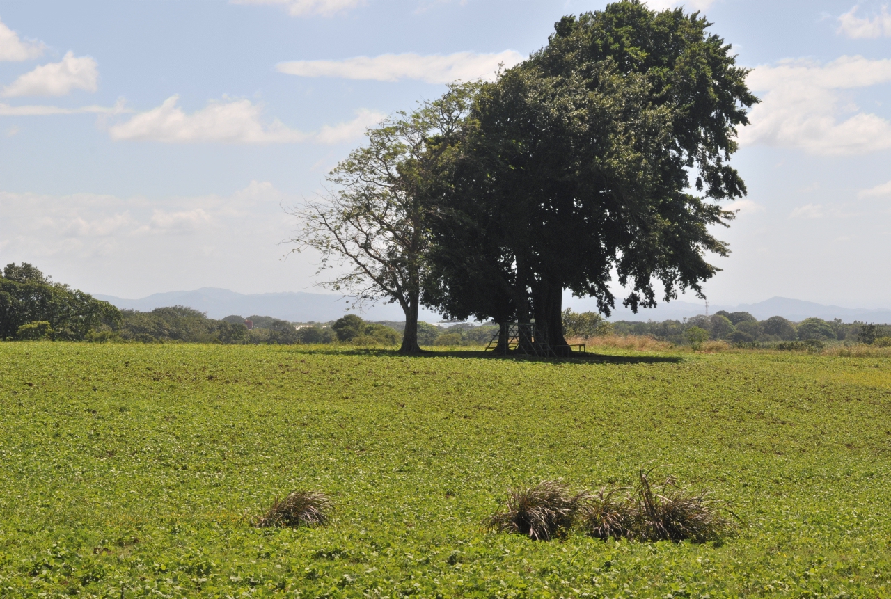 ./Walk_Finca_Paso_Llano_Nicaragua_20111123_120606_B12_2834.jpg