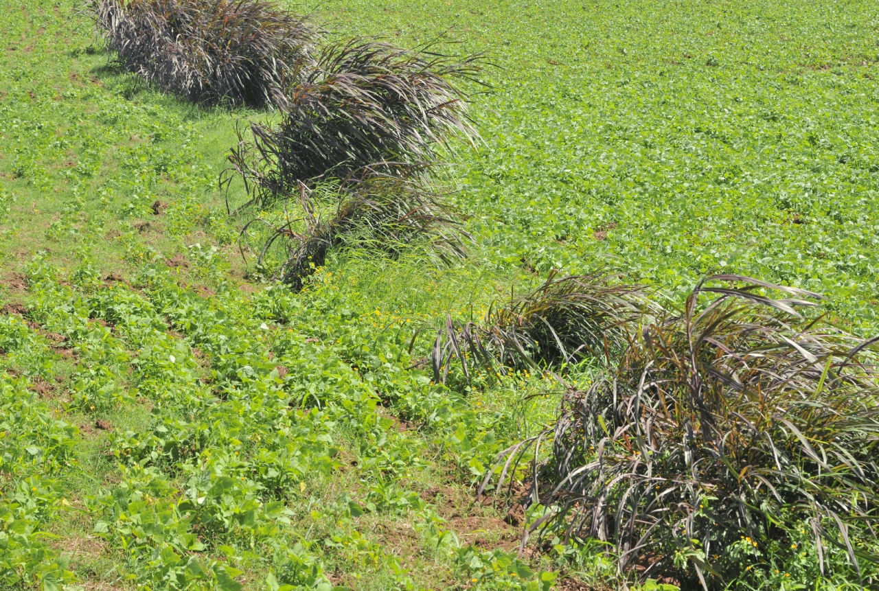 ./Walk_Finca_Paso_Llano_Nicaragua_20111123_120947_B12_2944.jpg