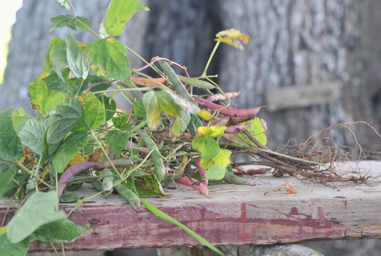 ./Walk_Finca_Paso_Llano_Nicaragua_20111123_121523_B12_2863.jpg